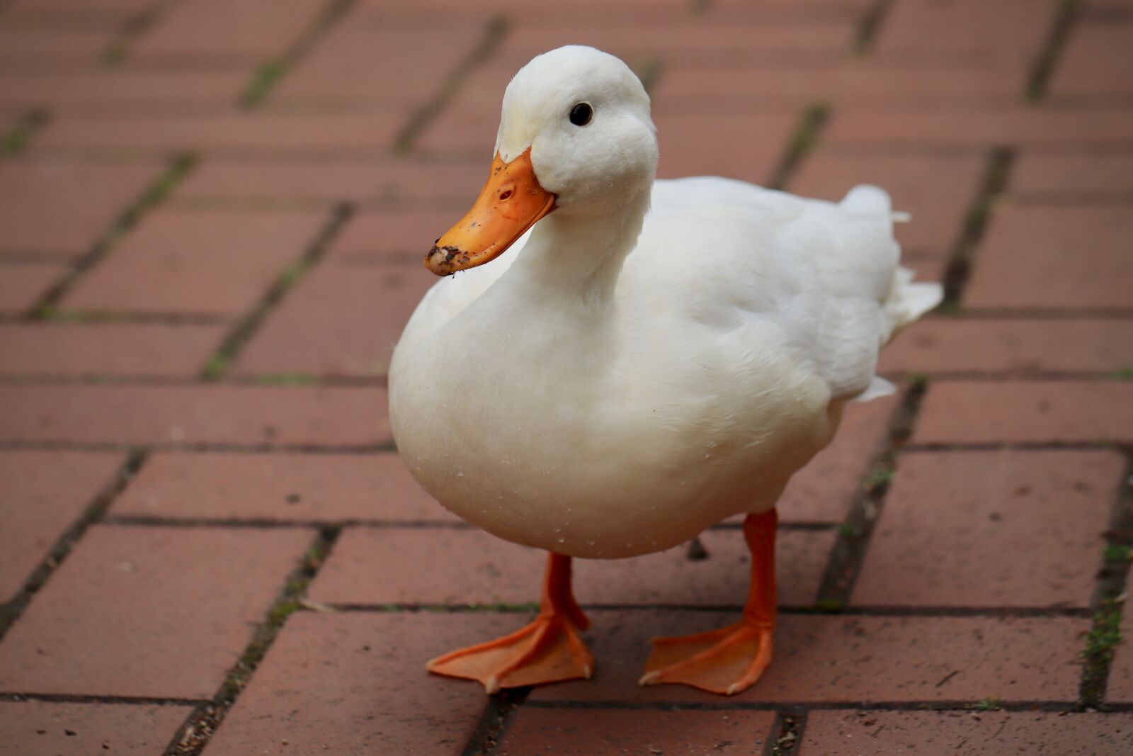 Canon EOS 800D (EOS Rebel T7i / EOS Kiss X9i) sample photo. Duck, mallard, white duck photography