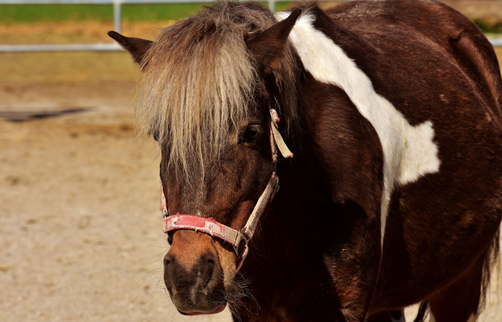 Nikon D7200 sample photo. Pony, horse, brown photography