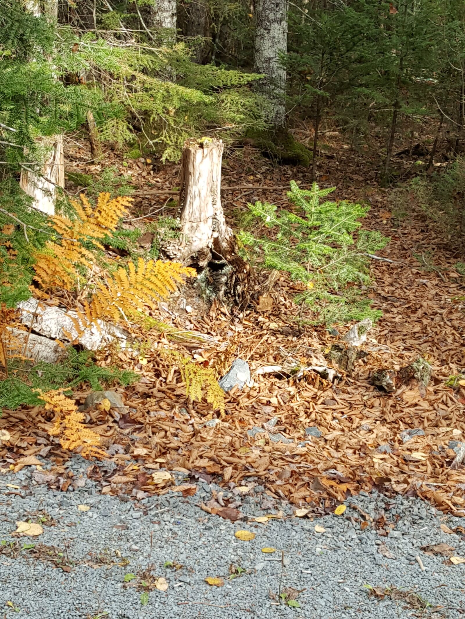 Samsung Galaxy S6 sample photo. Fall, leaves, fern, small photography