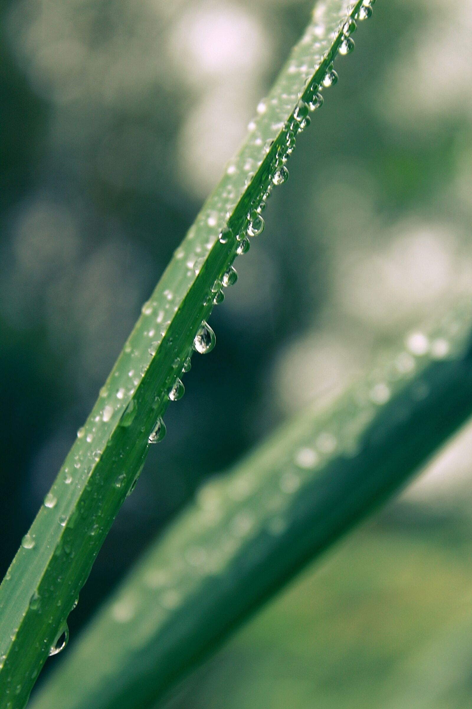 Canon EOS 1200D (EOS Rebel T5 / EOS Kiss X70 / EOS Hi) sample photo. Blade of grass, raindrop photography