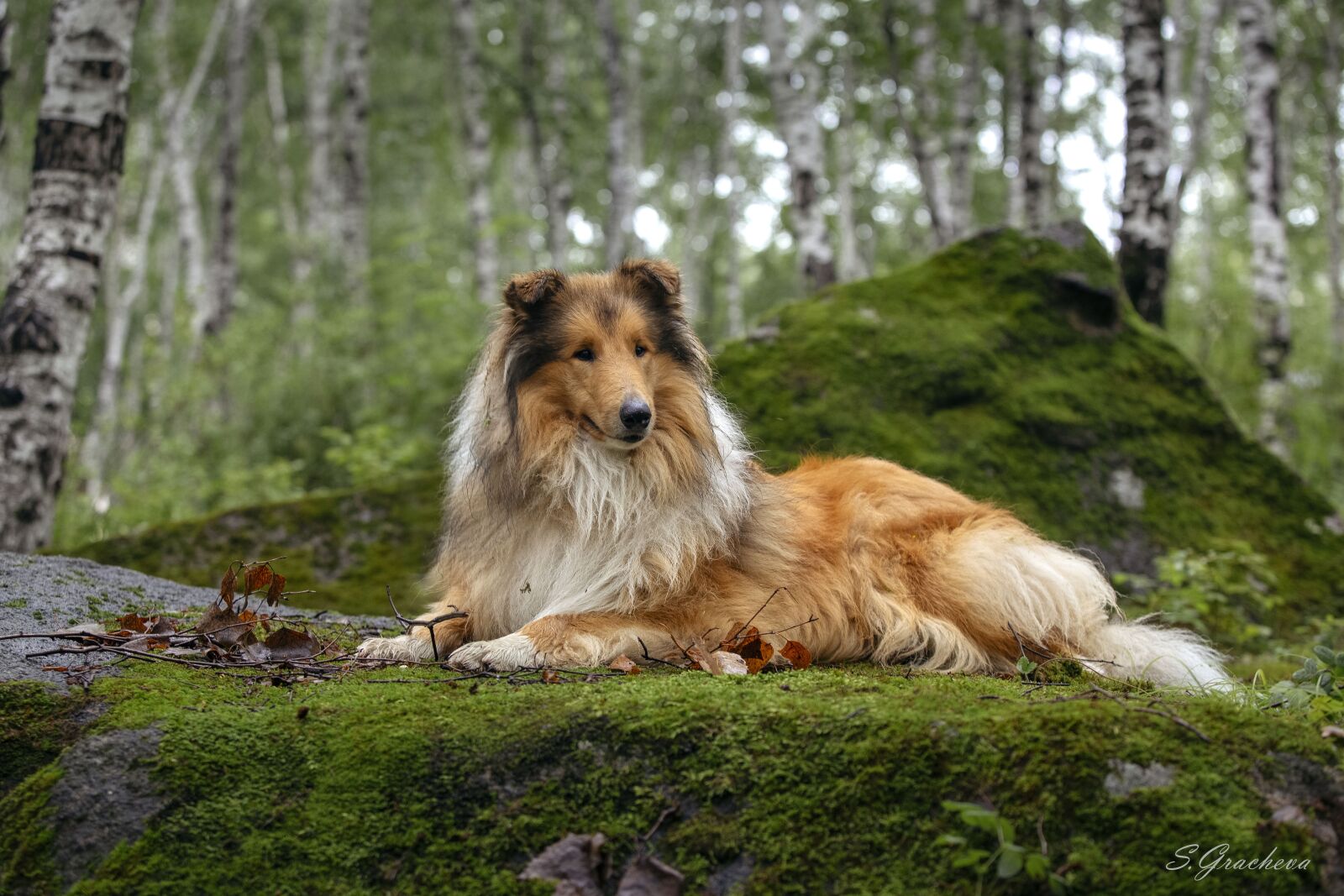 Canon EF 70-200mm F2.8L USM sample photo. Collie, dog, charming photography