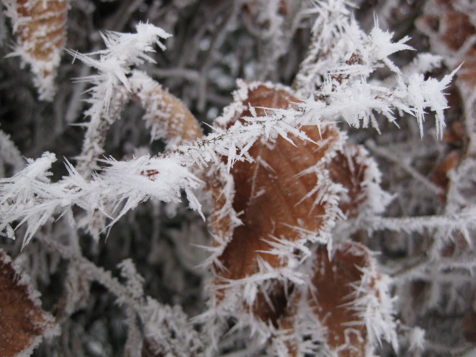 Canon PowerShot SD770 IS (Digital IXUS 85 IS / IXY Digital 25 IS) sample photo. Ice crystals, nature, cold photography