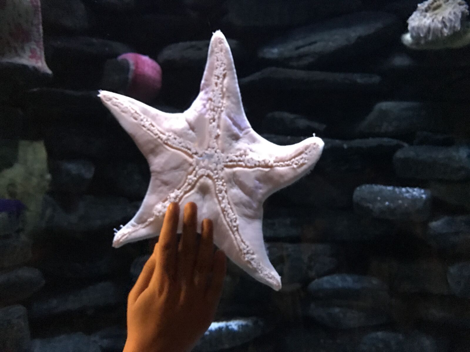 iPhone 7 Plus back dual camera 3.99mm f/1.8 sample photo. Starfish, touch, hand photography