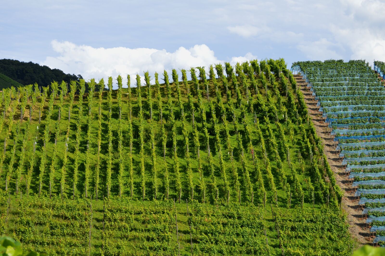 Nikon D3200 sample photo. Vineyards, winegrowing, vines photography
