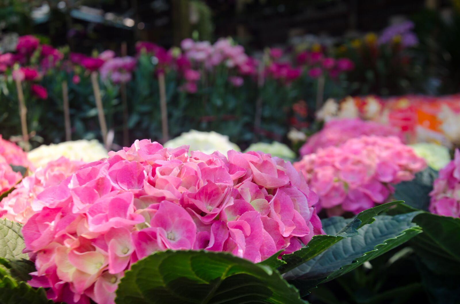 Nikon D5100 sample photo. Beautiful flowers, background, natural photography