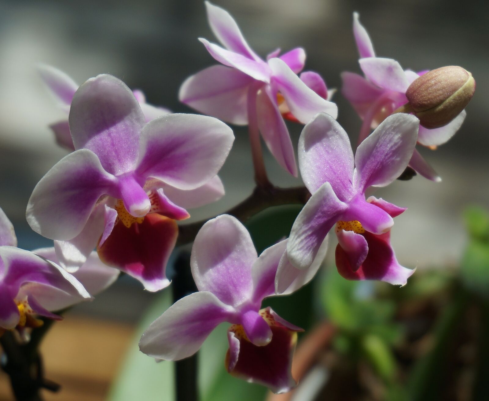 Sony Alpha NEX-5T sample photo. Hybrid phalaenopsis, phalaenopsis, orchid photography