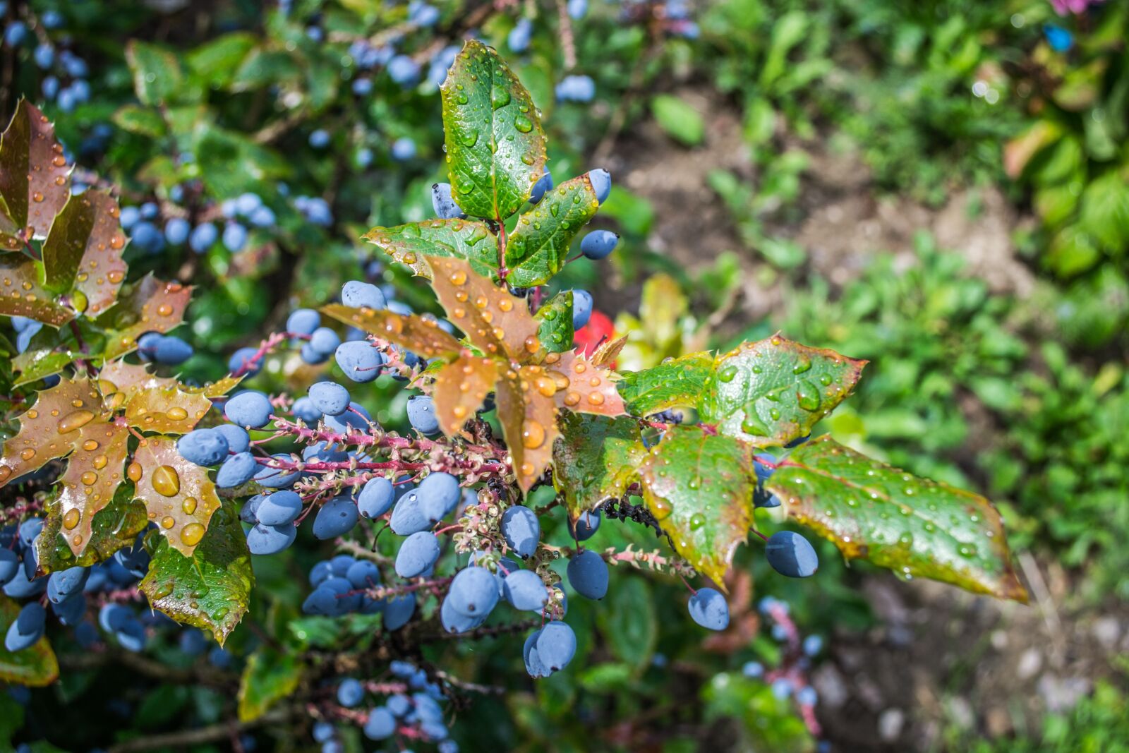 Nikon D3100 sample photo. Water drops, garden photography