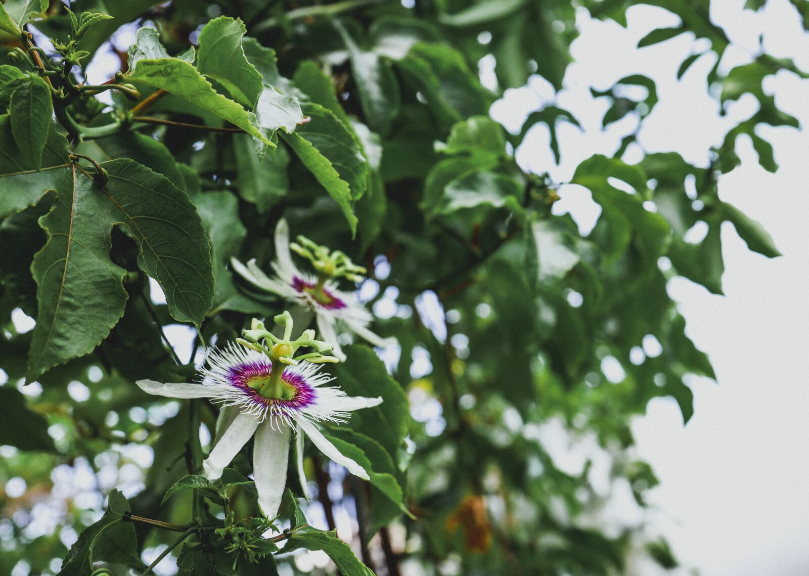 Canon RF 35mm F1.8 IS STM Macro sample photo. The leaves, flower, tree photography