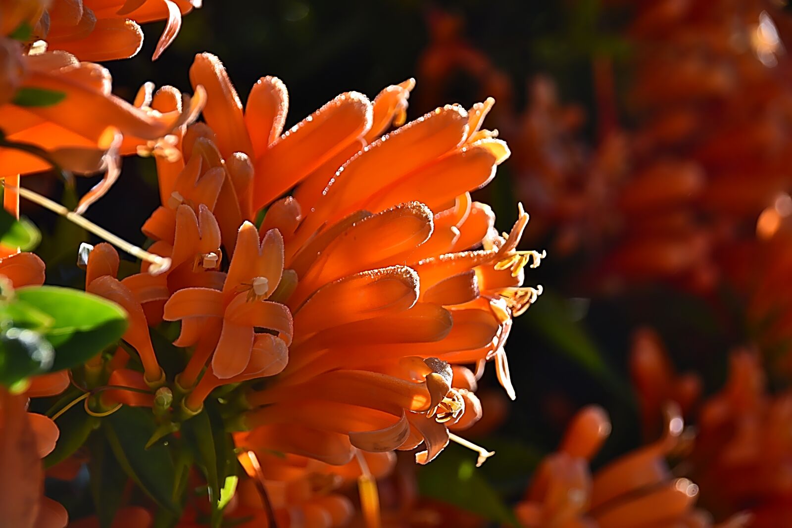 Nikon D750 sample photo. Blossom, bloom, plant photography