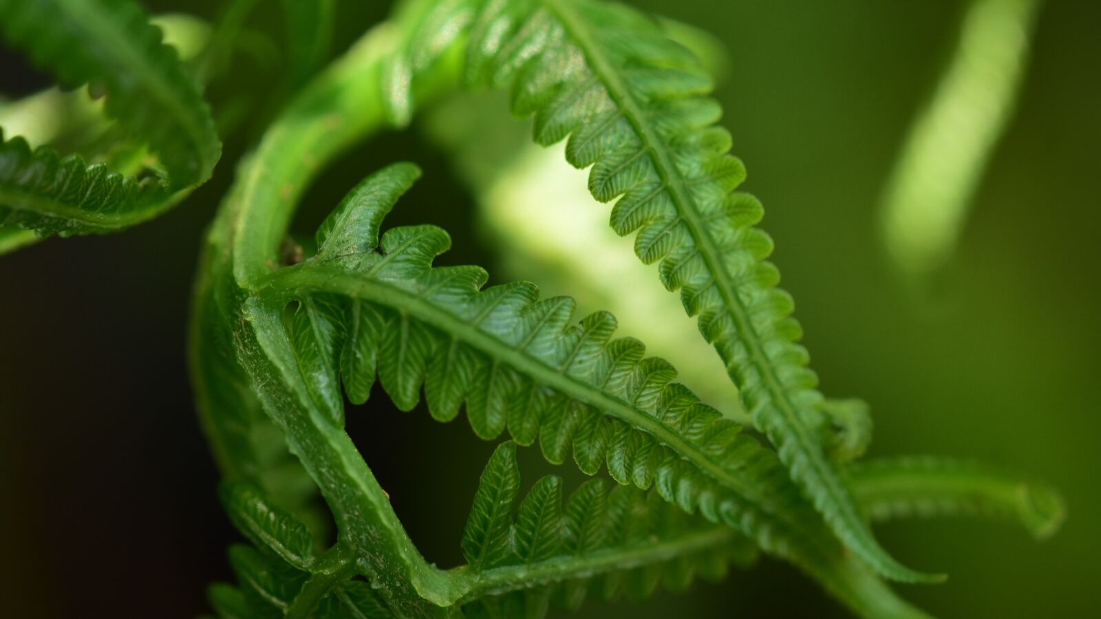Nikon D3400 sample photo. Leaf, fern, frond photography