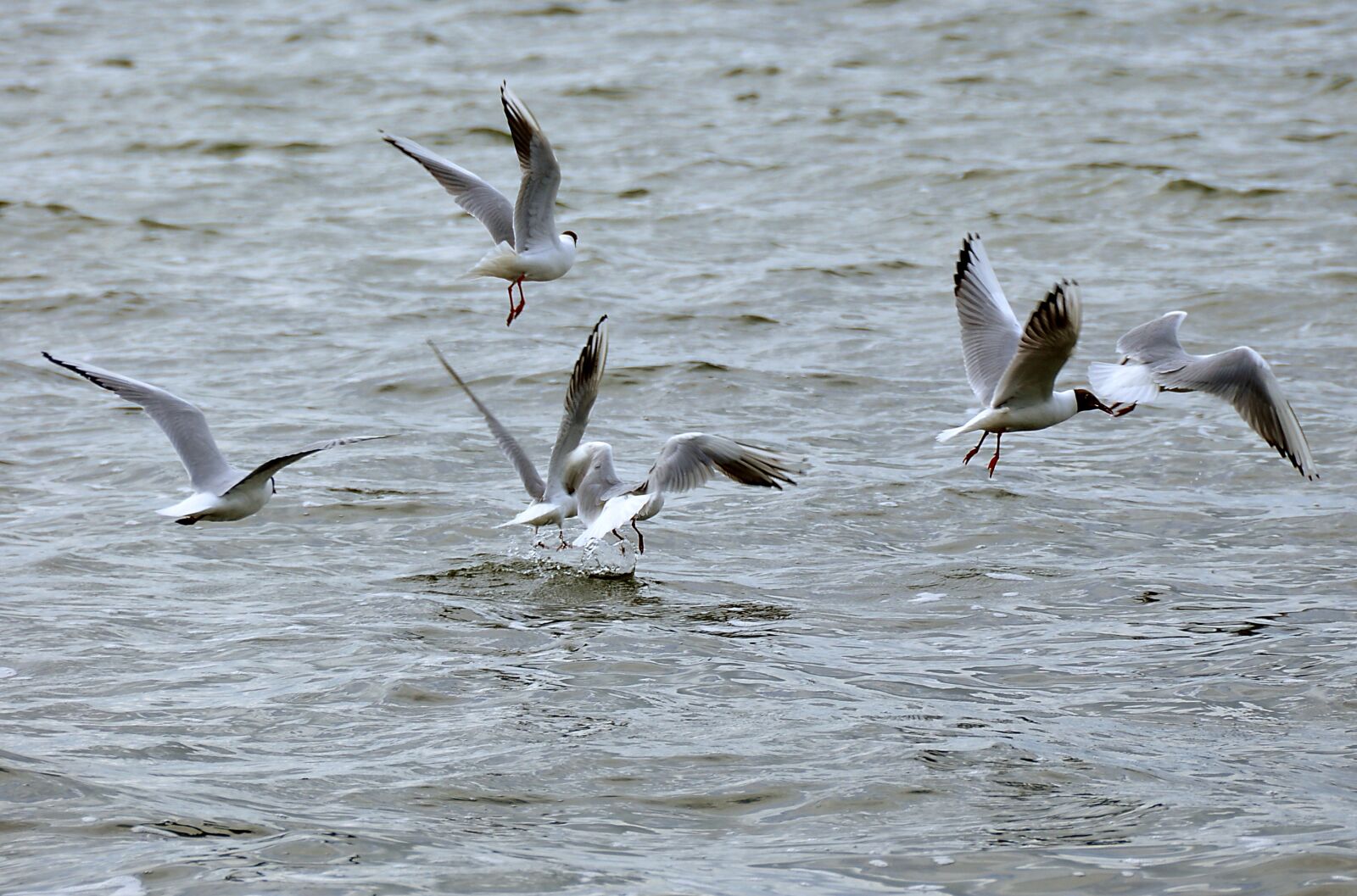 Nikon D90 sample photo. Gulls, lake, water bird photography