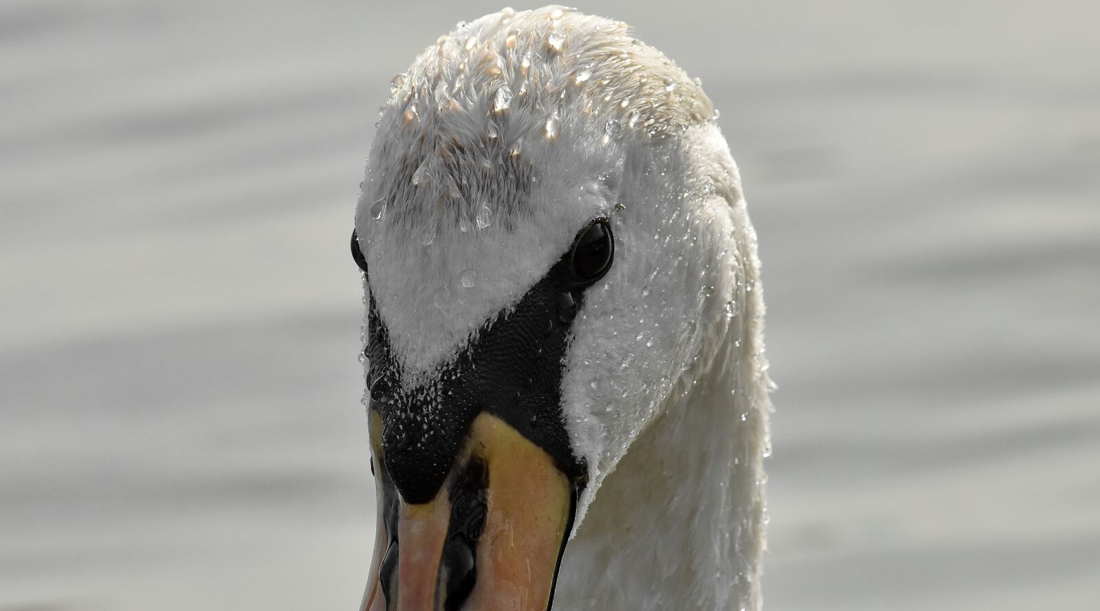 Nikon D5500 sample photo. Swan, water, wildlife, bird photography