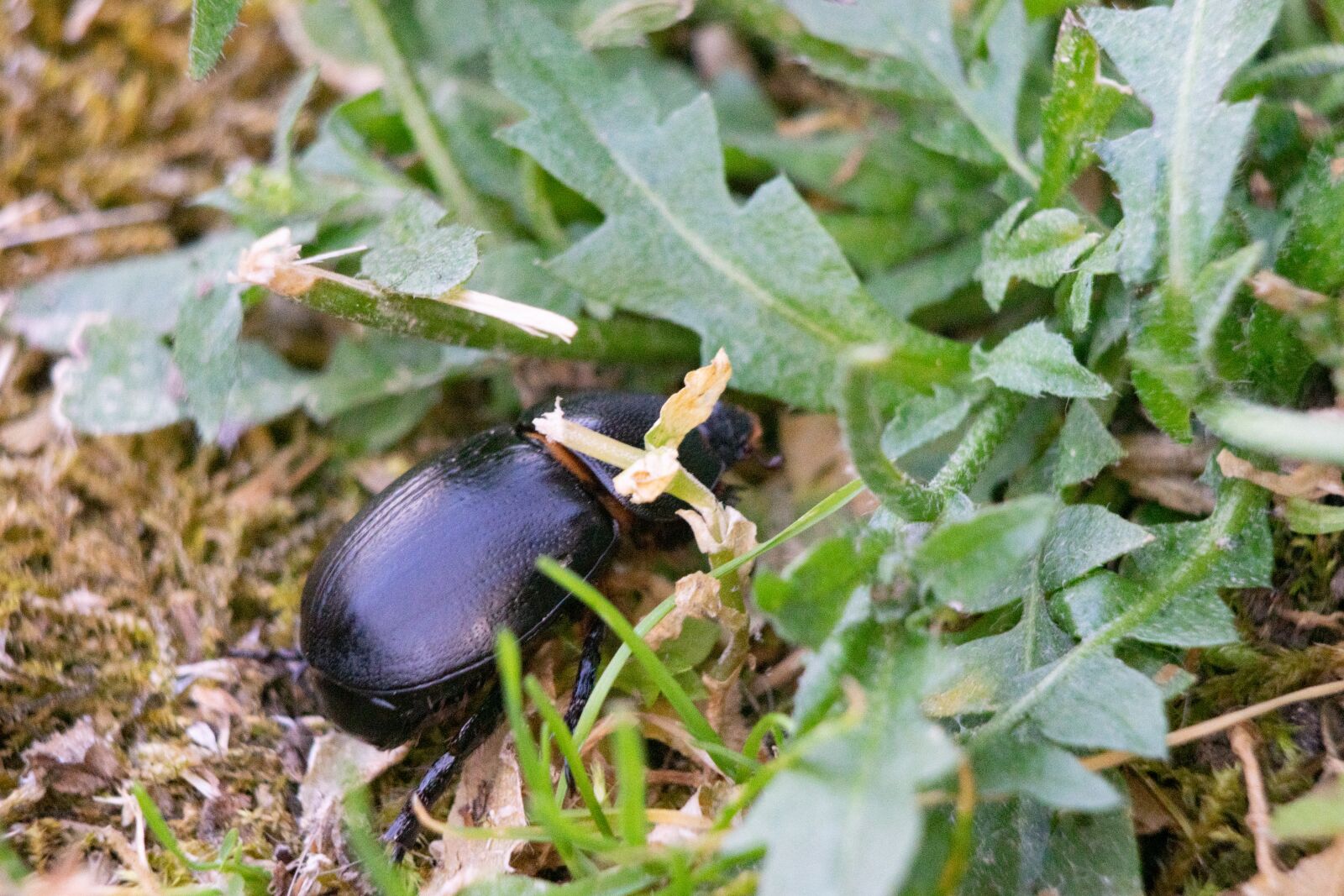 Nikon D3300 sample photo. Beetle, insect, macro photography