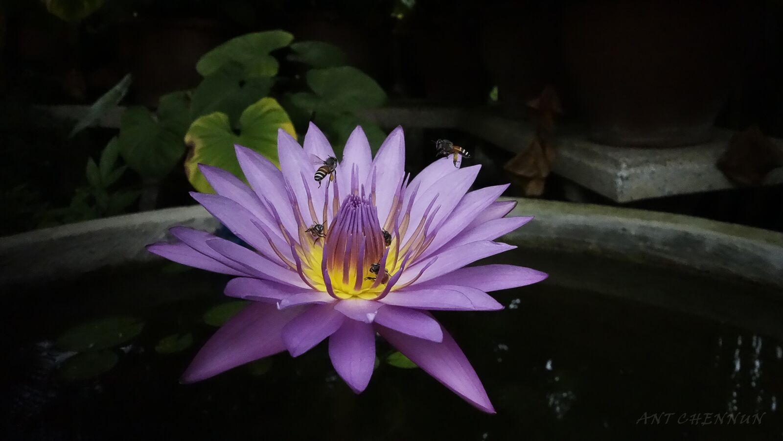 Sony Cyber-shot DSC-RX100 II sample photo. Lotus, nature, fresh photography