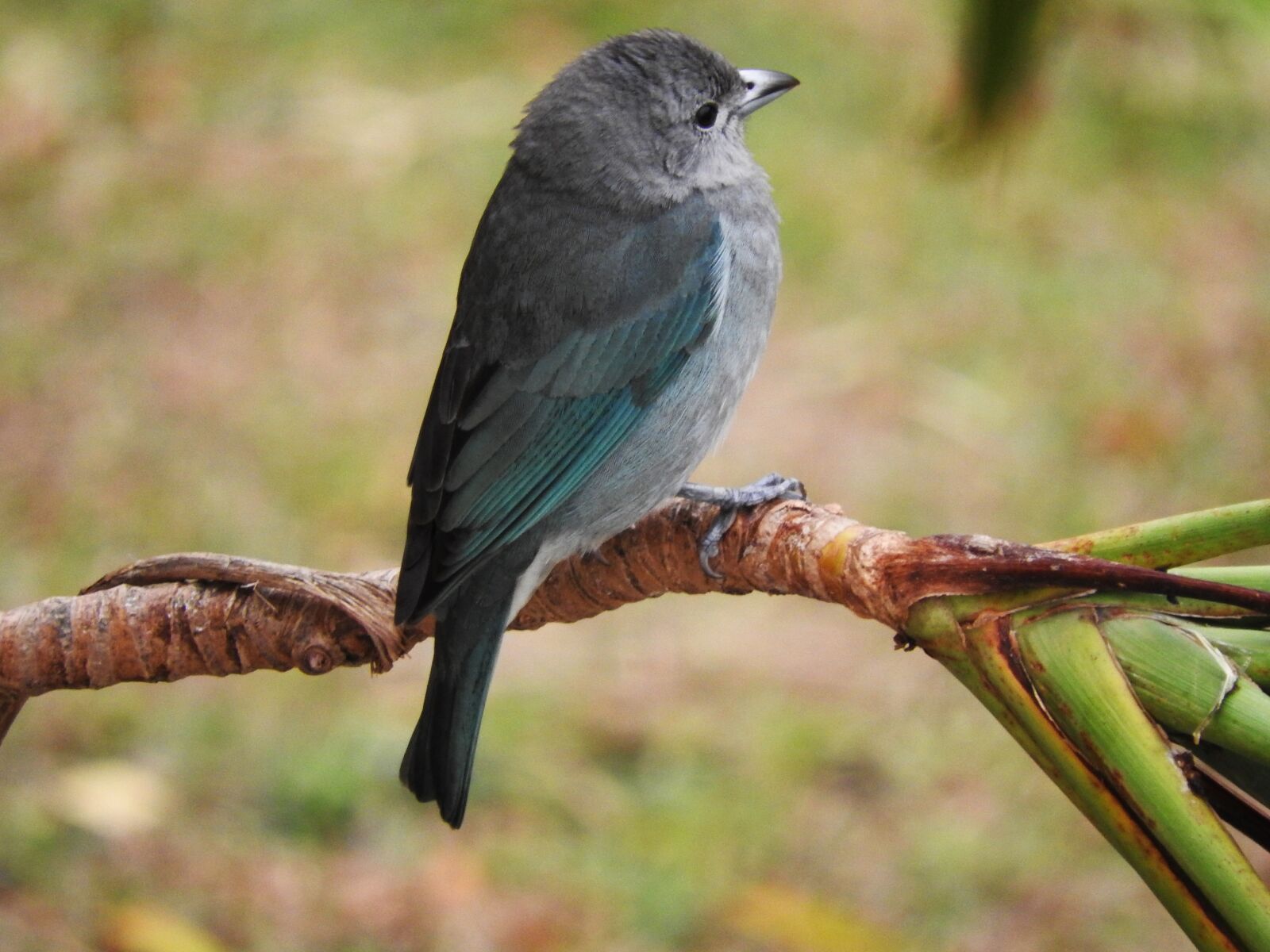 Nikon Coolpix P610 sample photo. Tanager, bird, birds photography