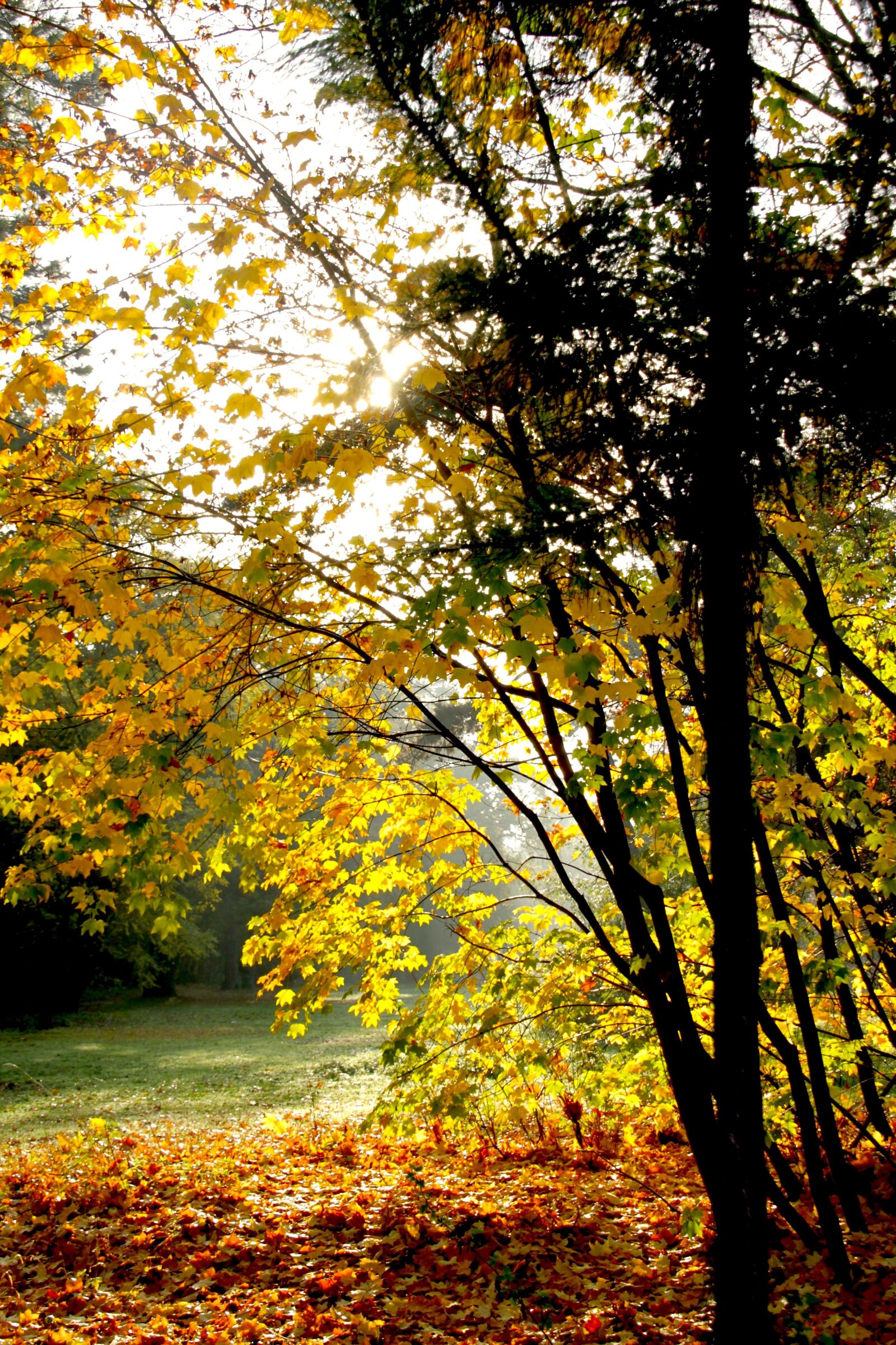 Canon EOS 7D sample photo. Fall, leaves, dead leaf photography