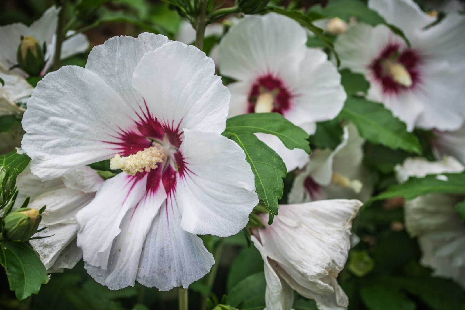 Nikon D3100 sample photo. Flower, plant, spring photography