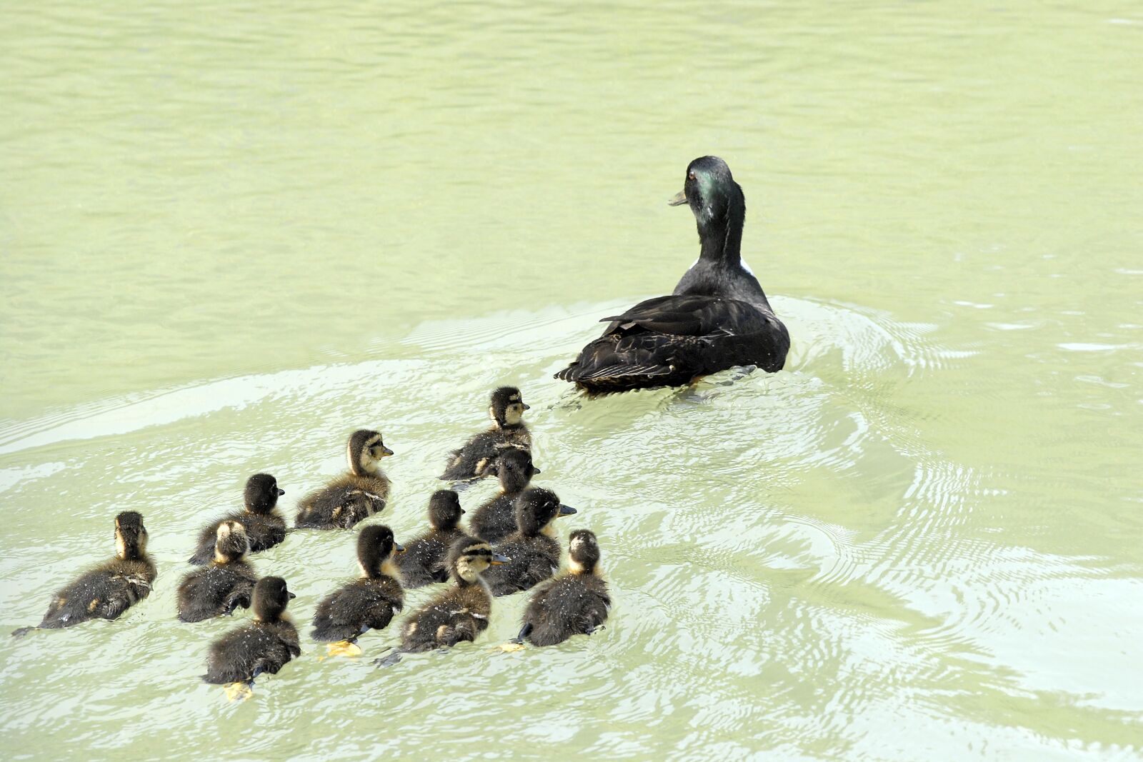 Nikon D200 sample photo. Duck, swimming, nature photography