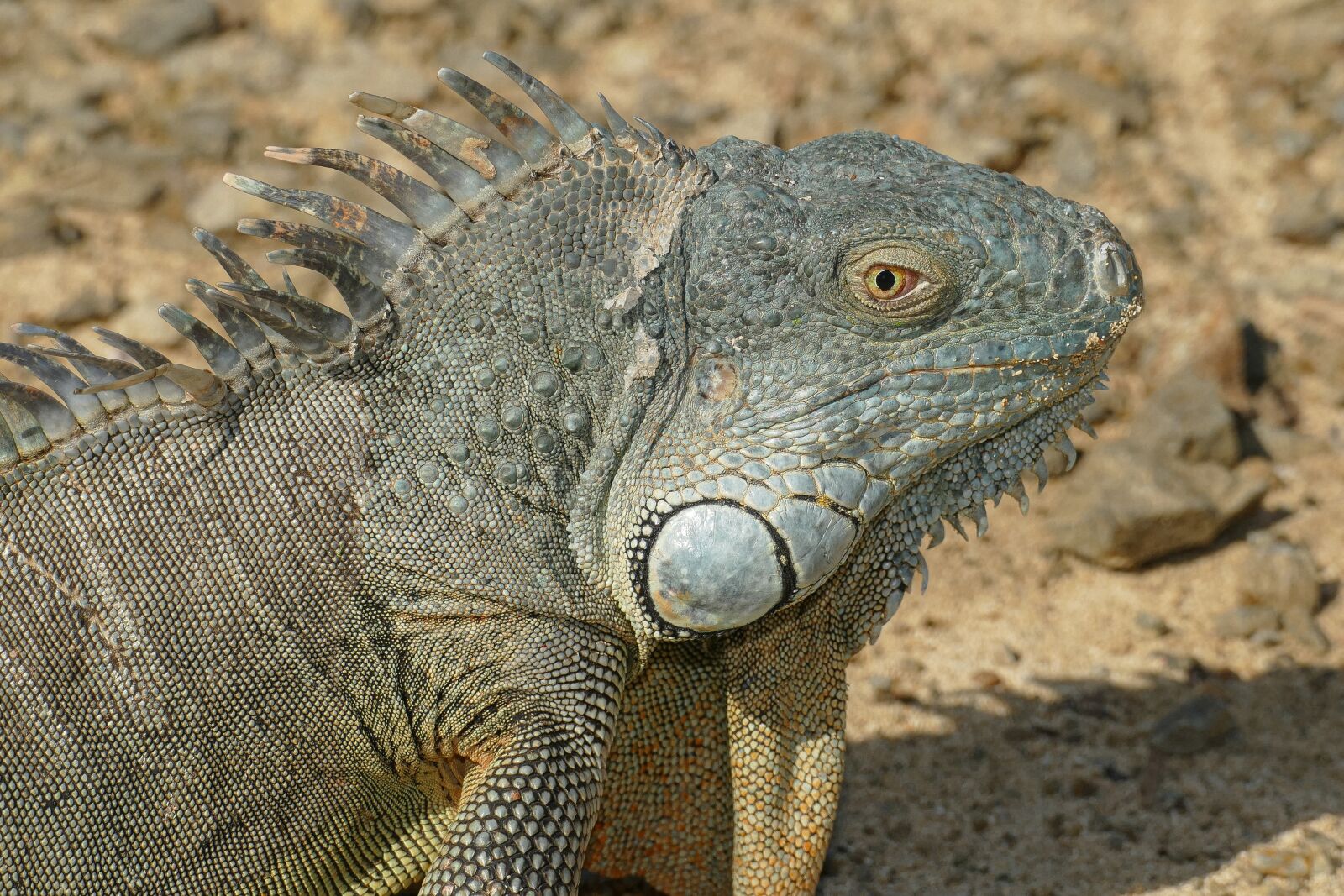 Panasonic Lumix DMC-FZ1000 sample photo. Leguan, animal, nature photography