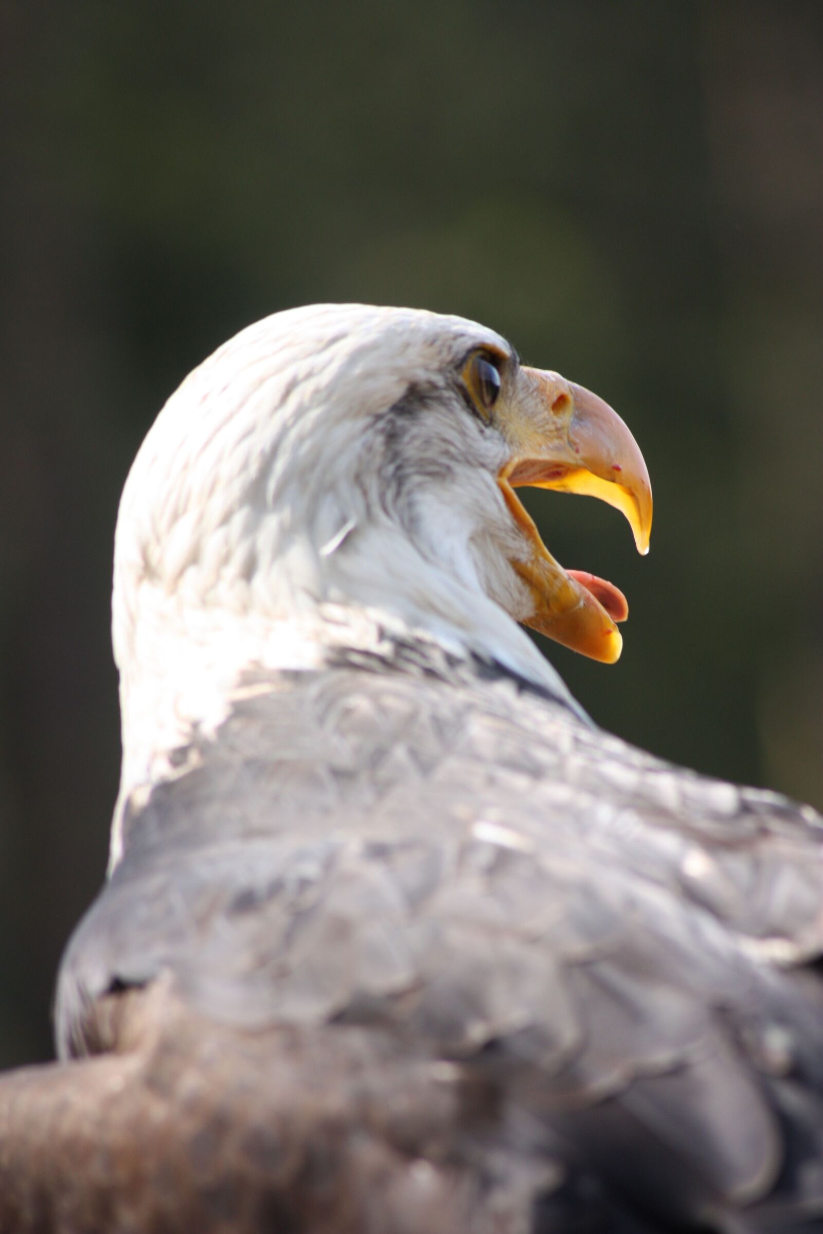 Canon EOS 450D (EOS Rebel XSi / EOS Kiss X2) sample photo. Adler, close up, beautiful photography