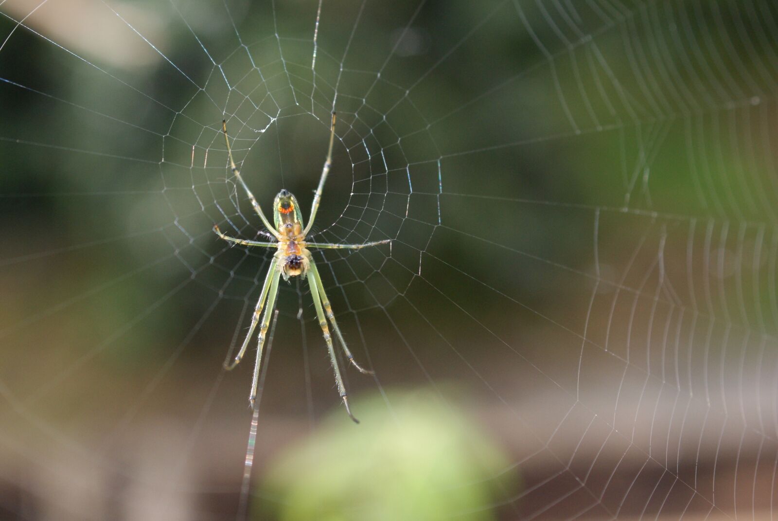 Sony Alpha DSLR-A390 sample photo. Insects, area, kettle photography