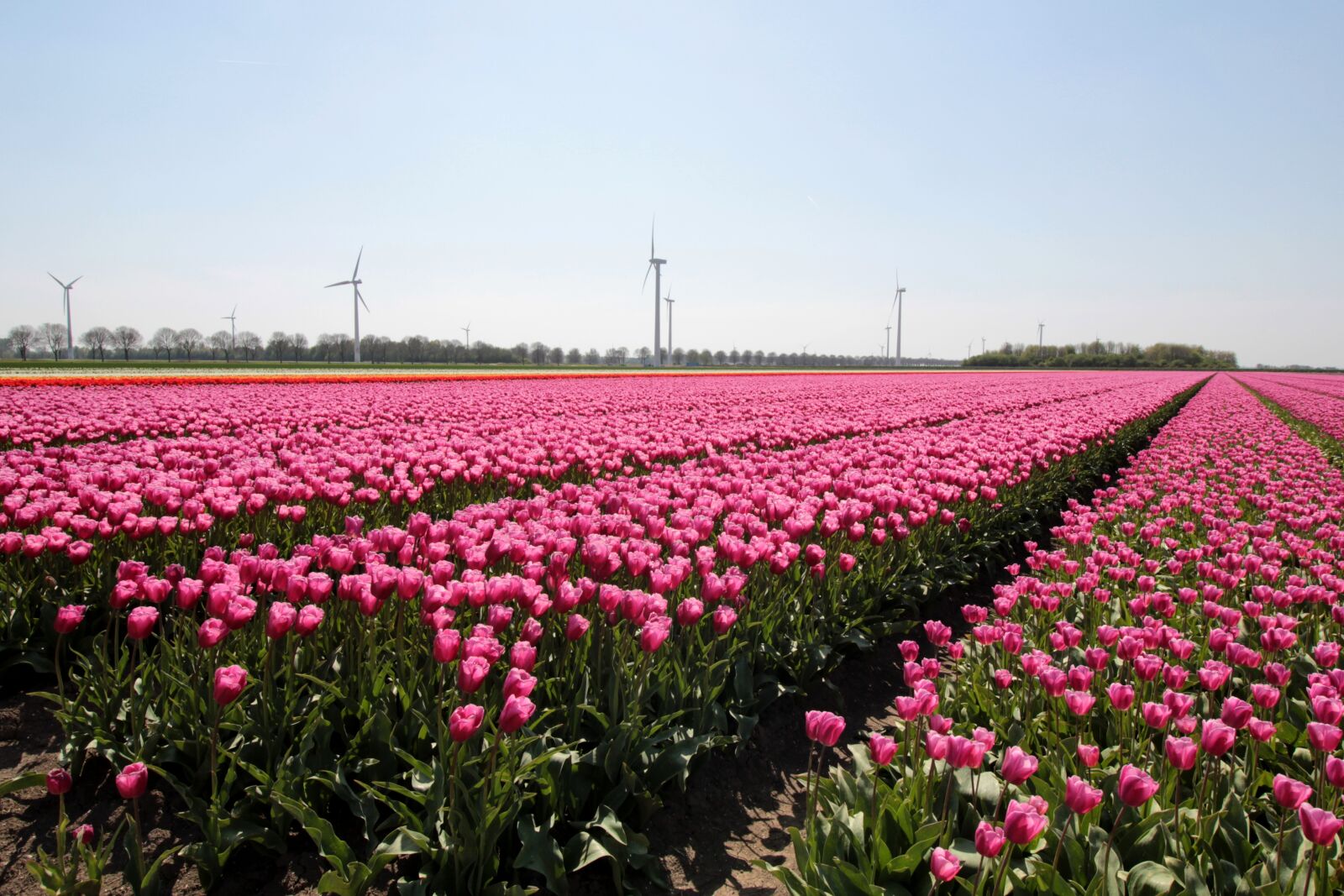 Canon EOS 600D (Rebel EOS T3i / EOS Kiss X5) + Canon EF-S 10-18mm F4.5–5.6 IS STM sample photo. Tulip fields, tulip, bloom photography