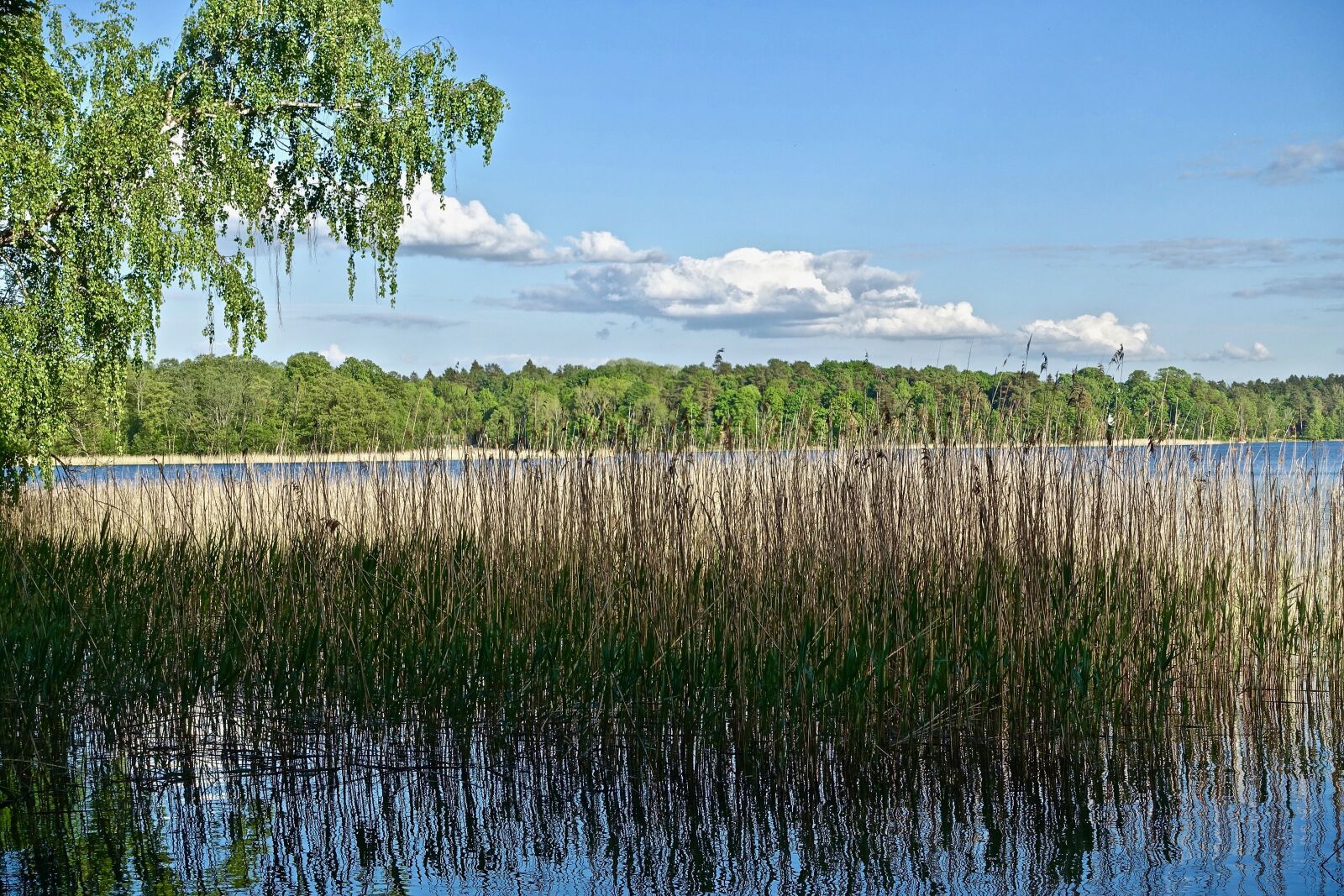 Sony Cyber-shot DSC-RX100 III sample photo. Reeds, grass, water photography