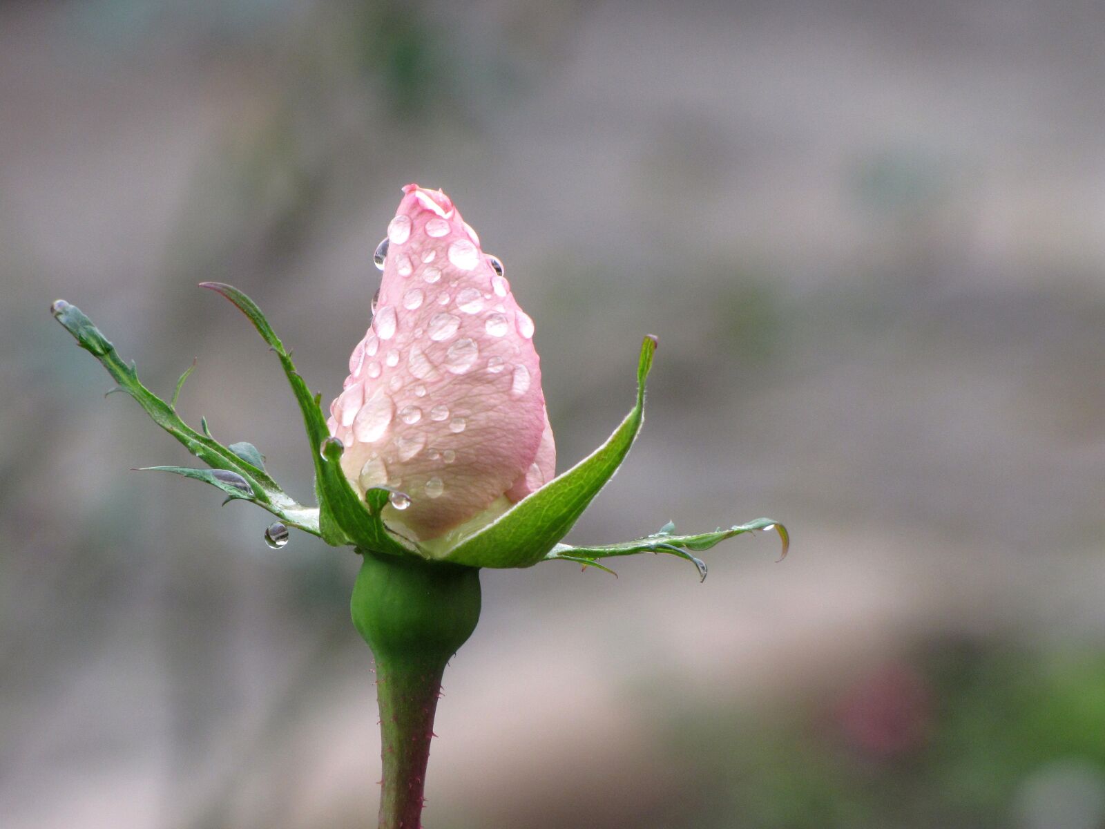 Canon PowerShot SX10 IS sample photo. Rose, pink, drip photography