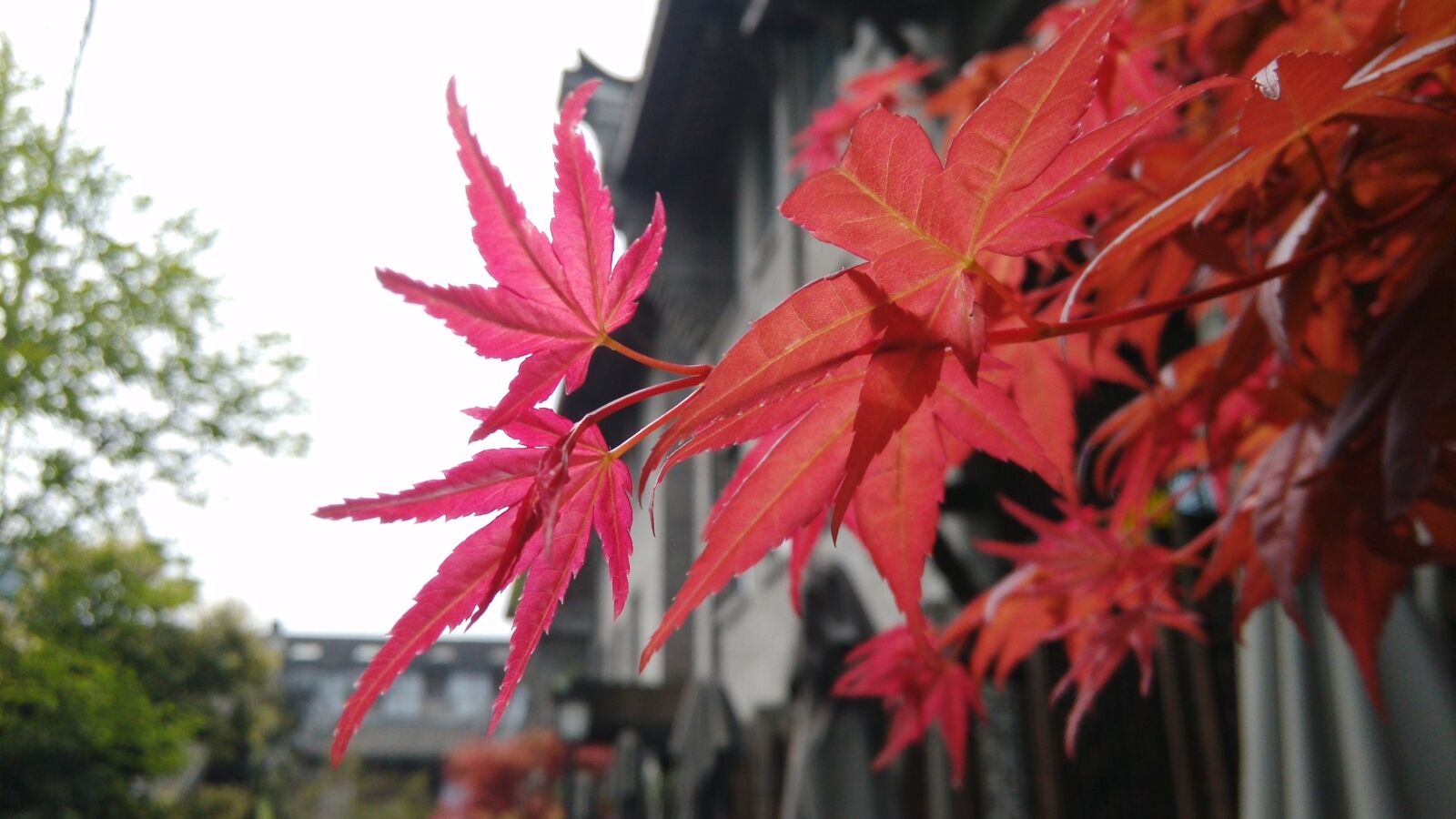 Xiaomi MI3 sample photo. Maple, red, red leaves photography