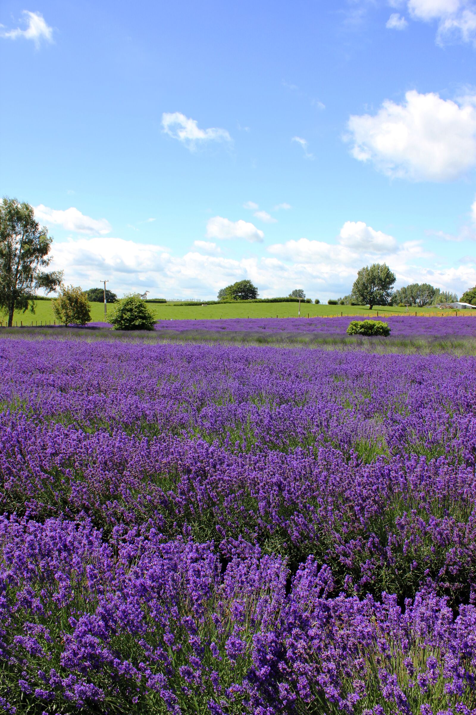 Canon EOS 550D (EOS Rebel T2i / EOS Kiss X4) sample photo. Lavender garden, lavender, purple photography