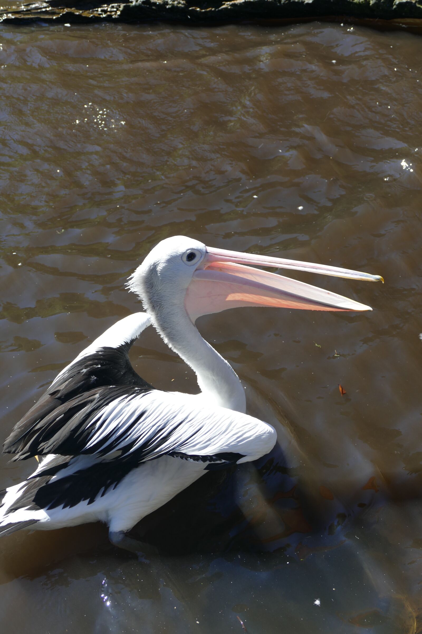 Panasonic Lumix DMC-FZ1000 sample photo. Pelikan, water, wing photography