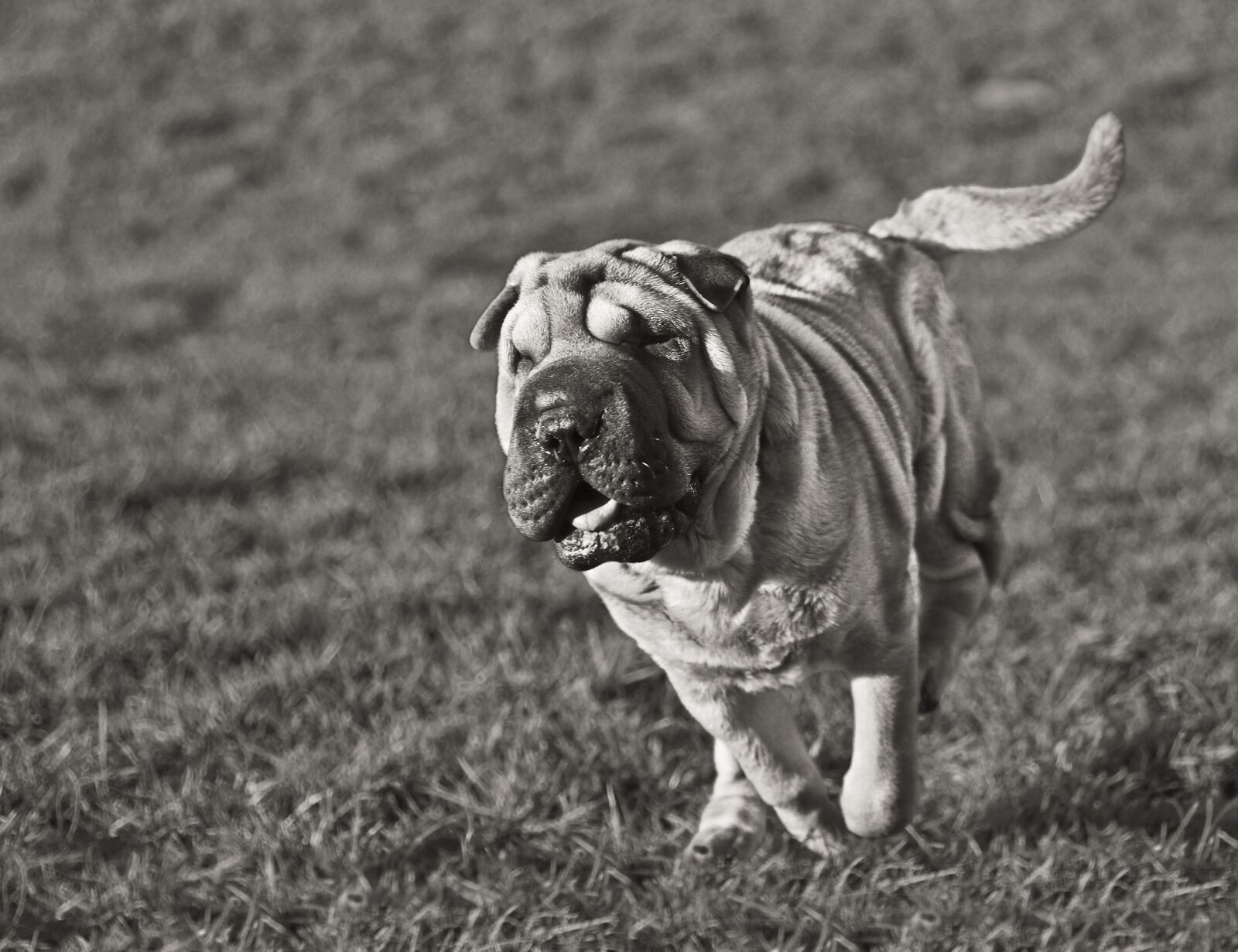 Nikon D300 sample photo. Dog, sharpei, run photography