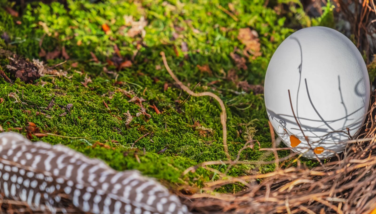 Fujifilm XF 55-200mm F3.5-4.8 R LM OIS sample photo. Egg, hen's egg, eggshell photography