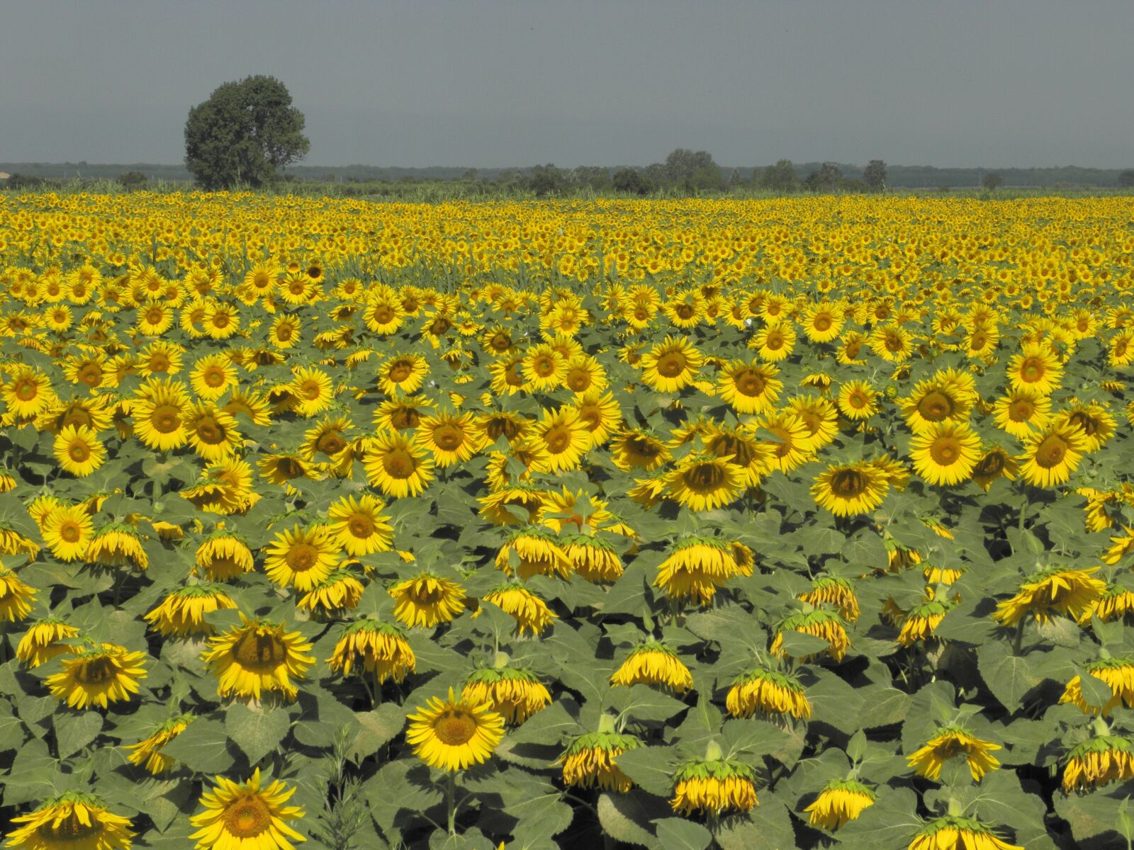 Olympus SP590UZ sample photo. Sunflowers, summer, yellow photography