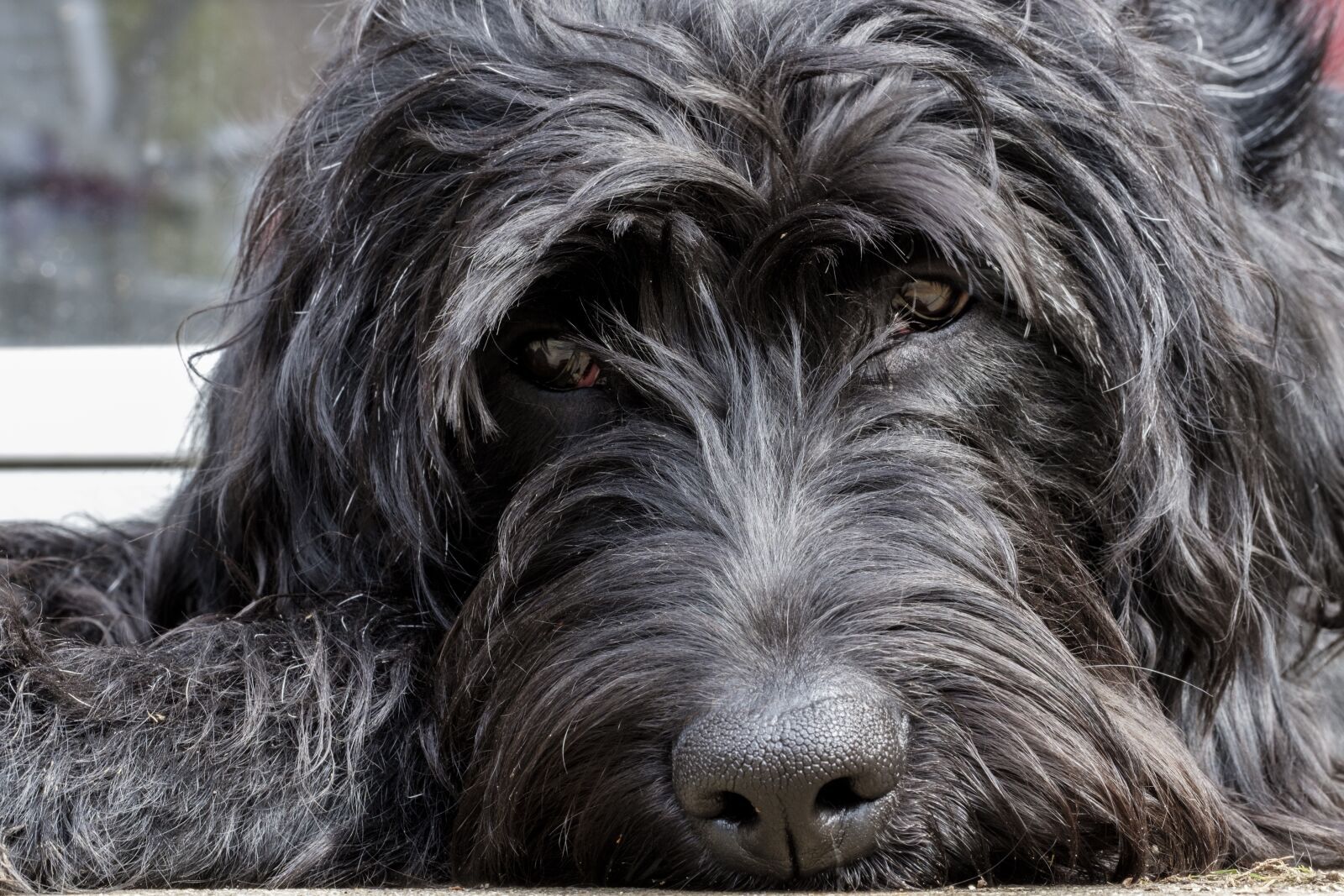 Fujifilm X-T2 + Fujifilm XF 80mm F2.8 R LM OIS WR Macro sample photo. Labradoodle, schnauzer, labrador photography