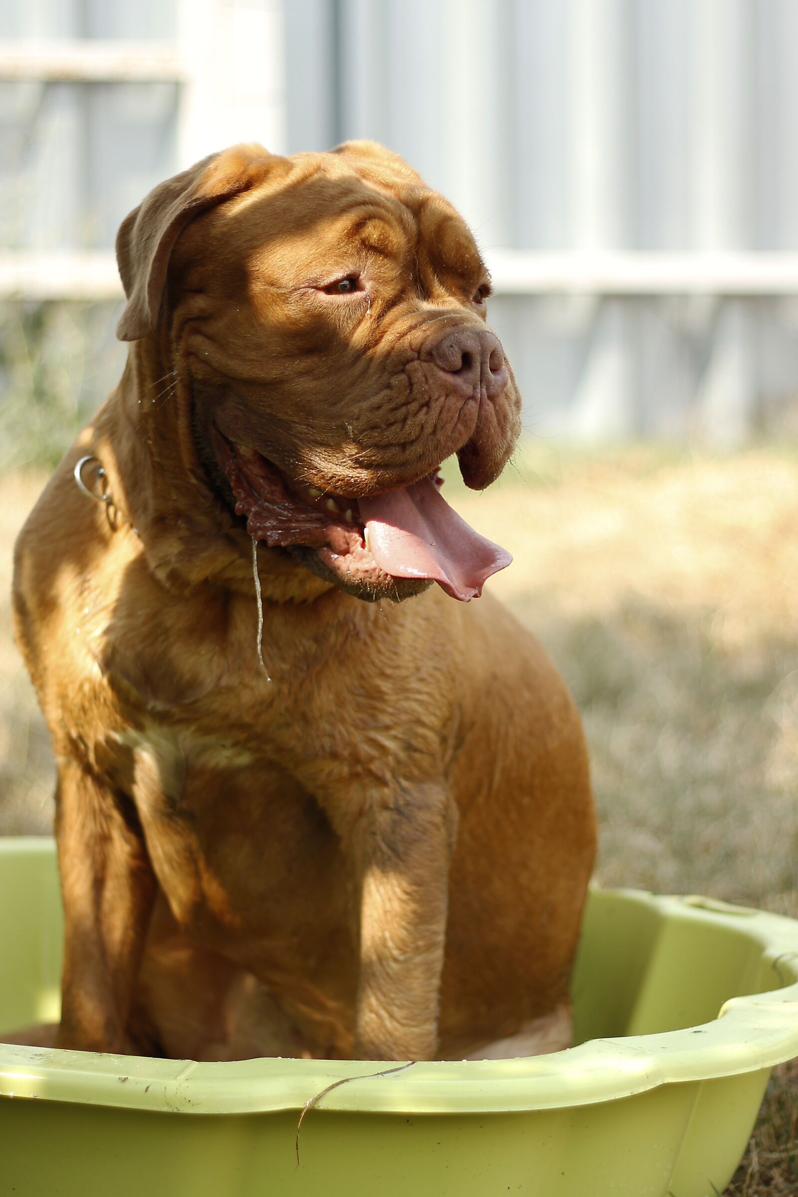 Canon EOS 600D (Rebel EOS T3i / EOS Kiss X5) + Canon EF 50mm F1.8 II sample photo. Bordeaux, dog, summer photography