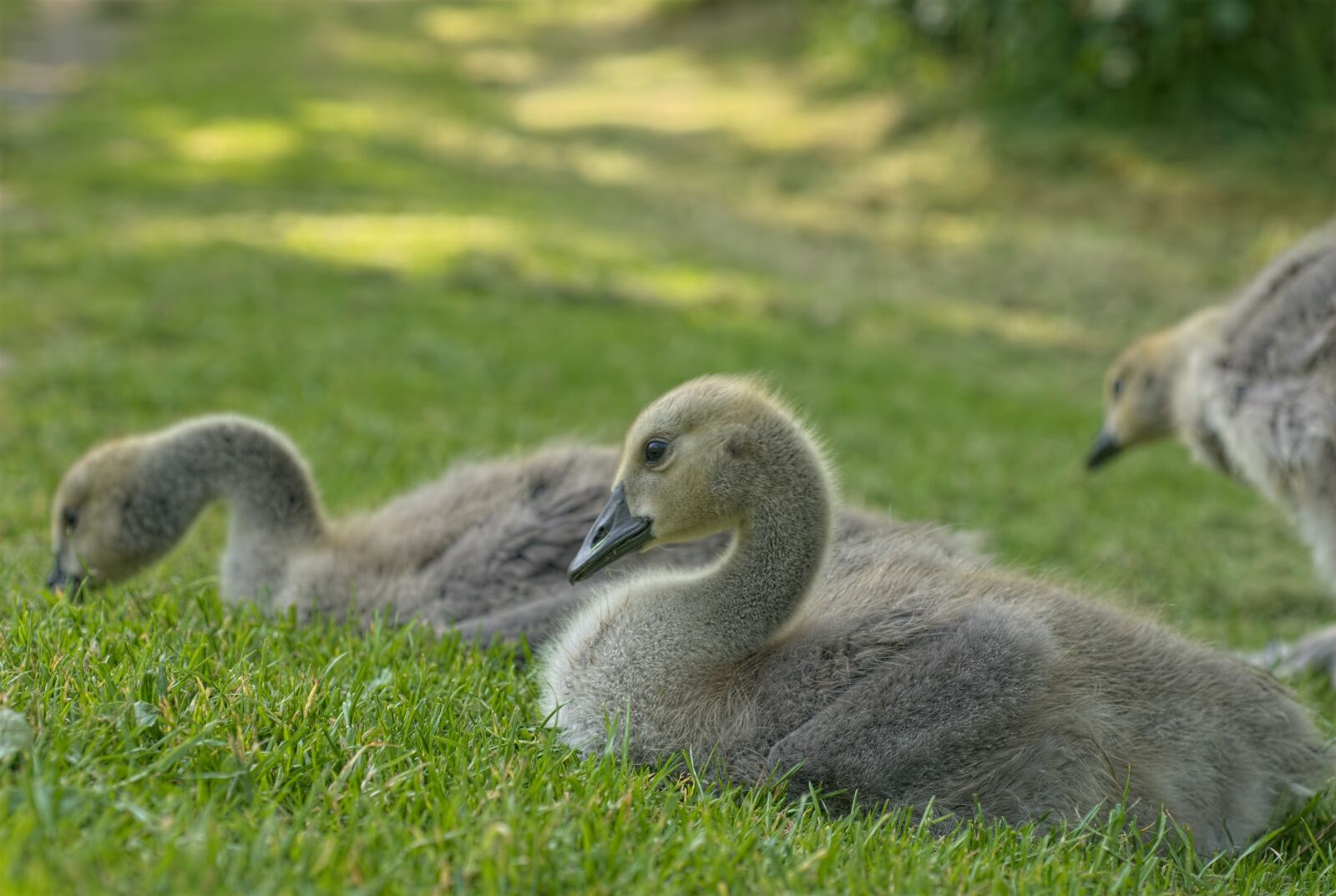 Nikon D200 sample photo. Goose, animal, bird photography