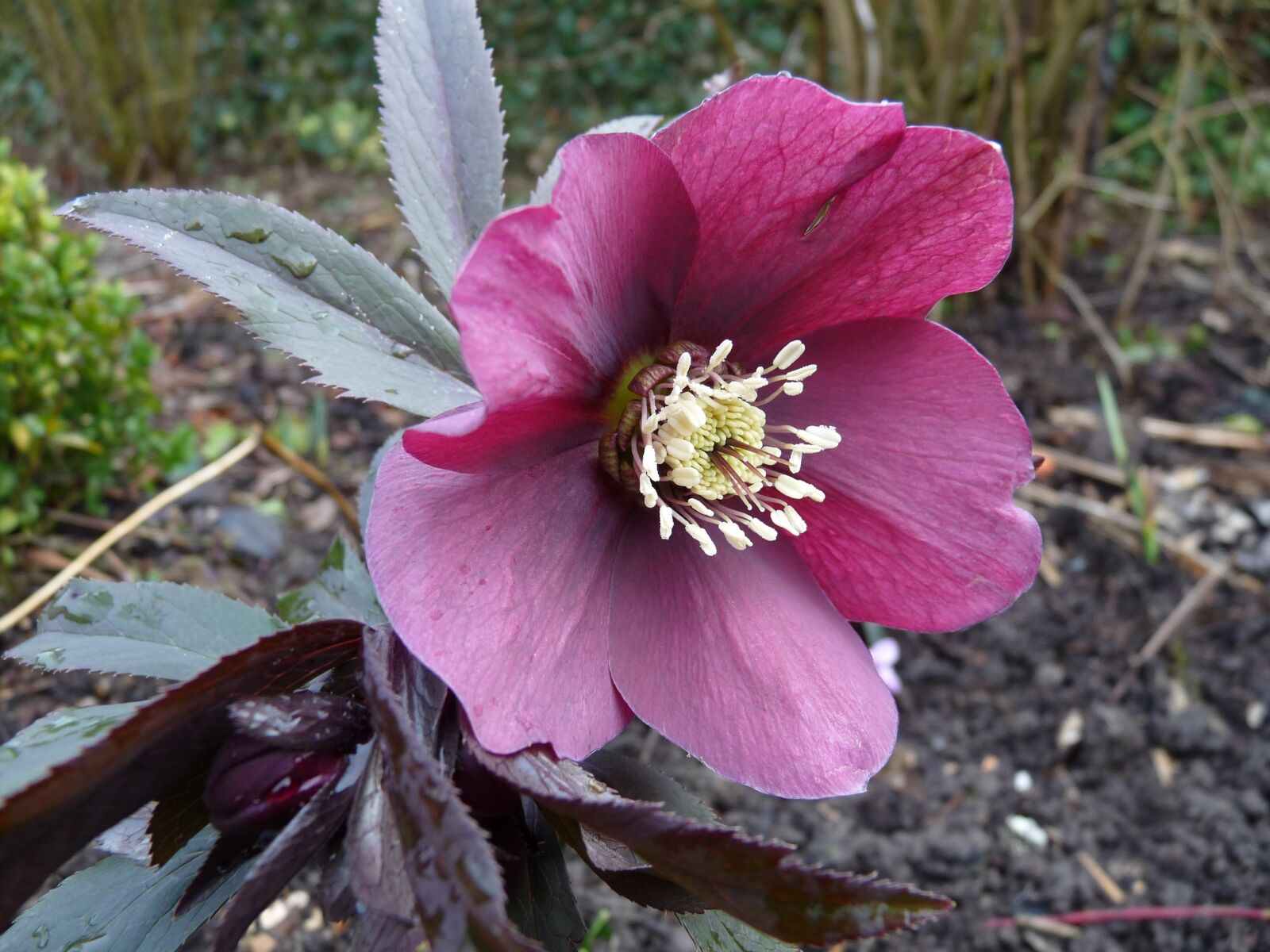 Panasonic Lumix DMC-FZ28 sample photo. Christmas rose, flower, hanging photography