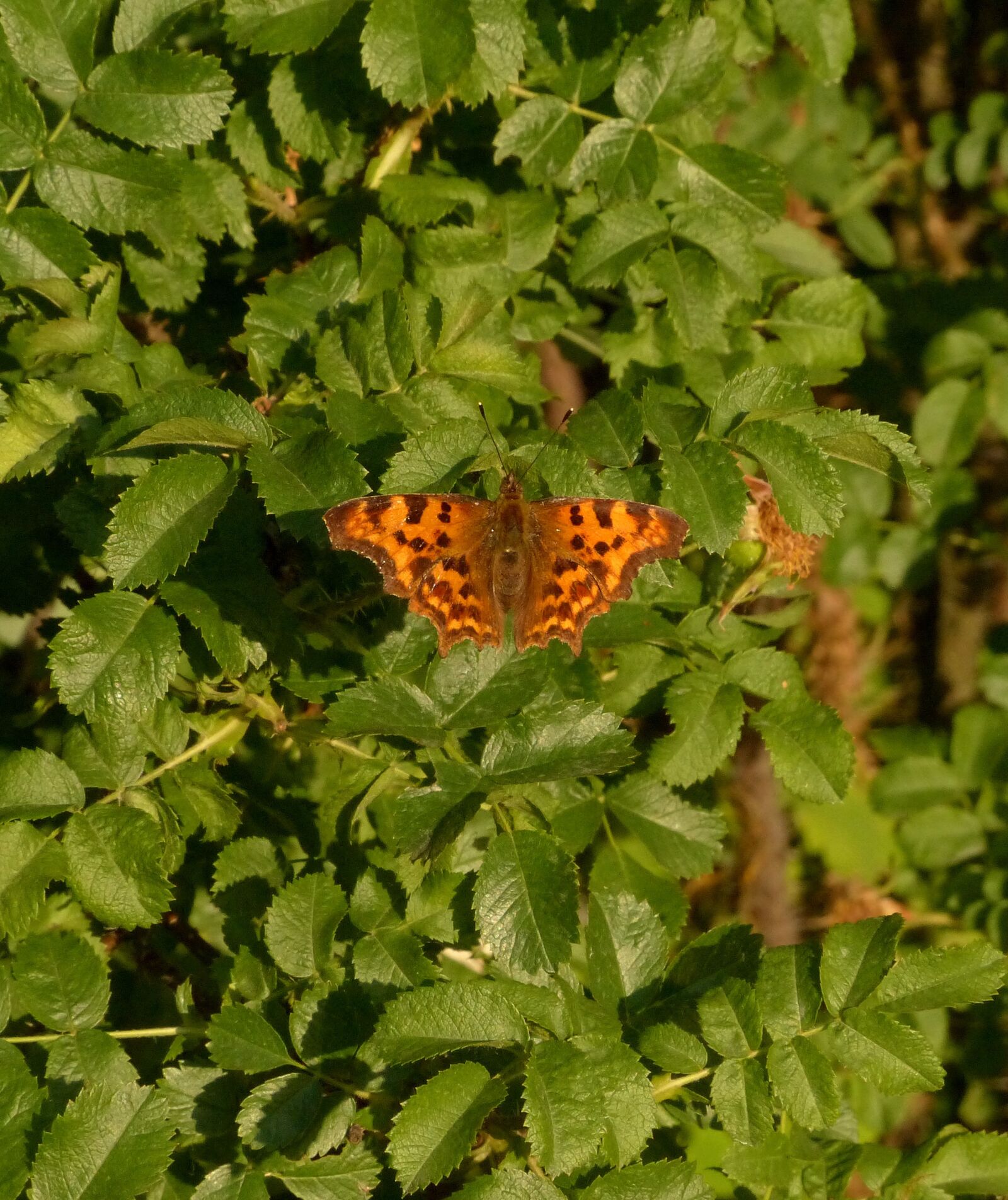 Panasonic Lumix DMC-FZ200 sample photo. Butterfly, bush, leaves photography