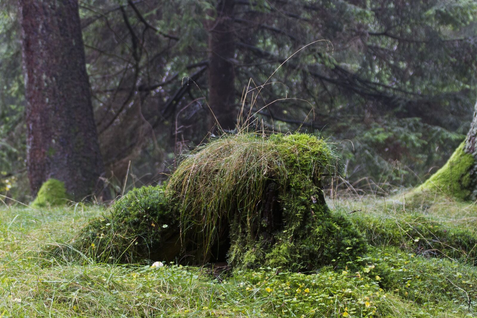 Canon EOS 600D (Rebel EOS T3i / EOS Kiss X5) sample photo. Nature, forest, resin photography