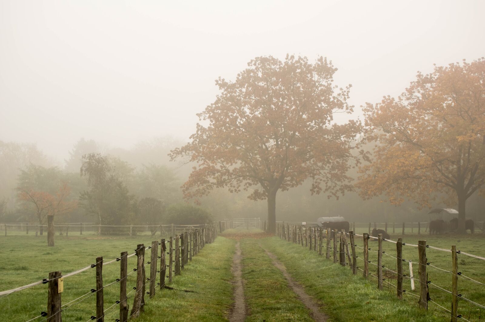 Pentax K-3 sample photo. Fence, fog, tree photography