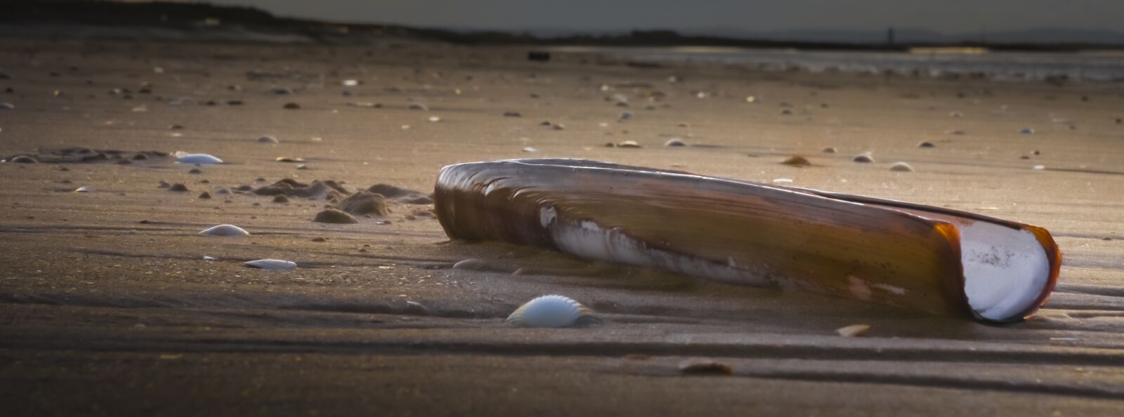 Sony ILCA-77M2 sample photo. Beach, clam, razor photography