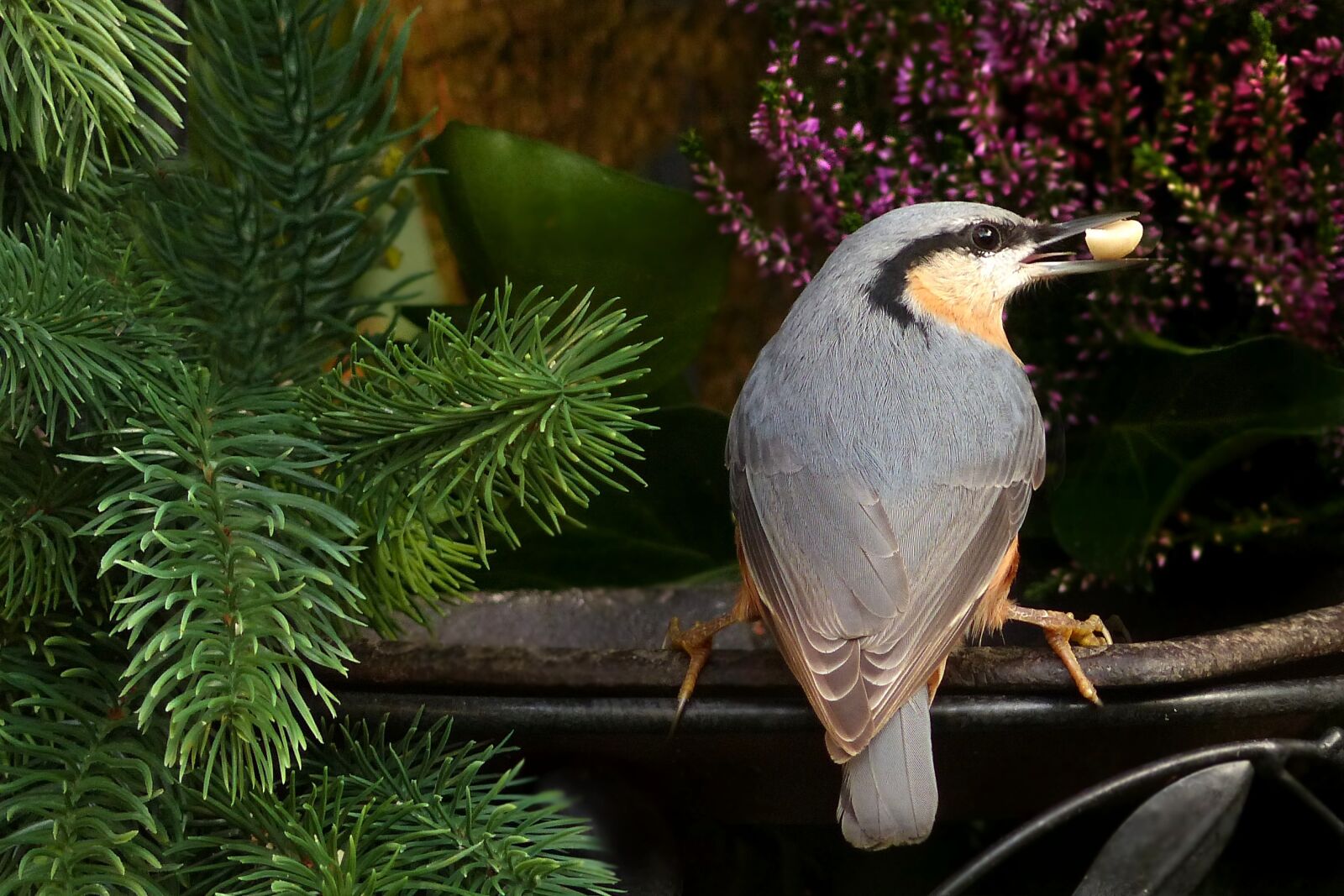 Panasonic Lumix DMC-FZ200 sample photo. Animal, bird, kleiber photography