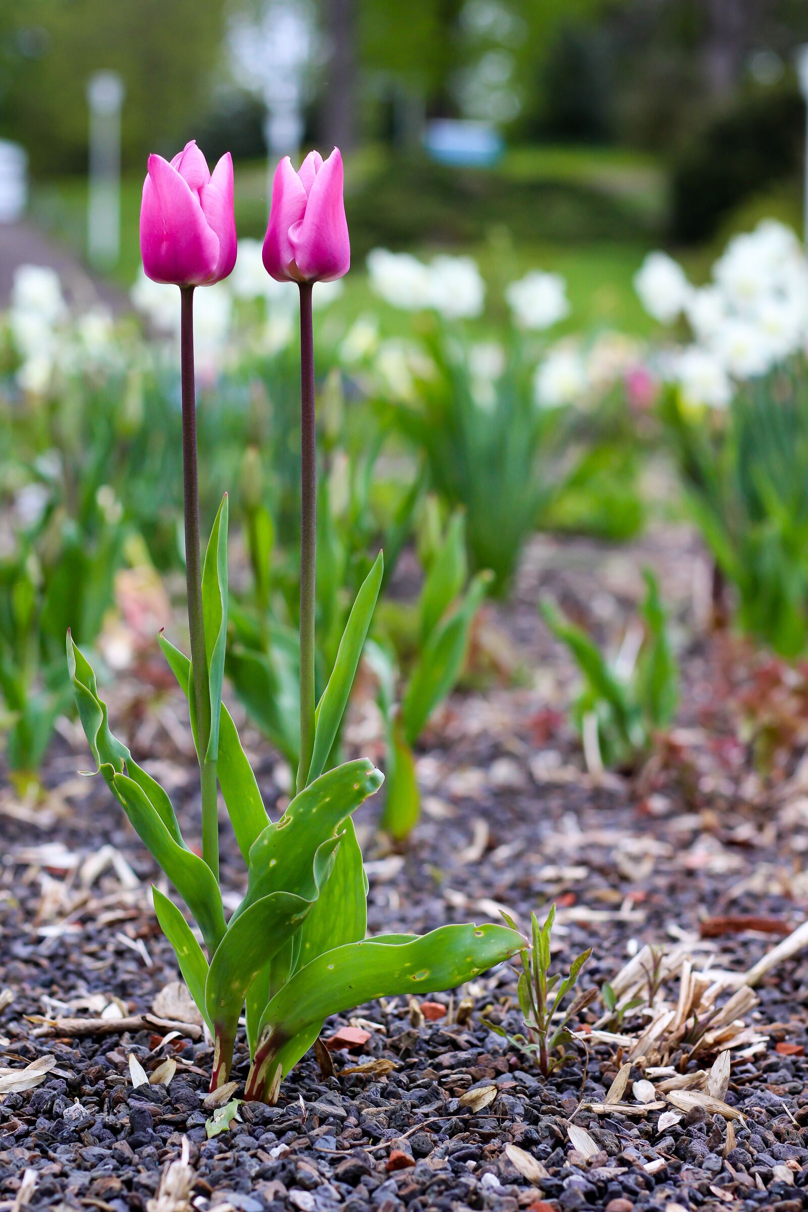 Canon EOS 700D (EOS Rebel T5i / EOS Kiss X7i) sample photo. Tulips, flowers, blossom photography