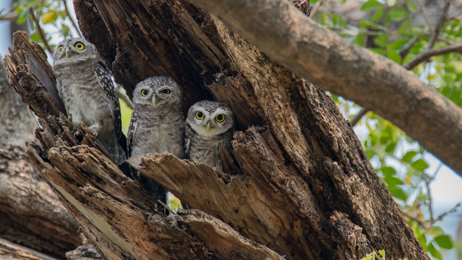 Nikon D5300 sample photo. The spotted owlet, athene photography