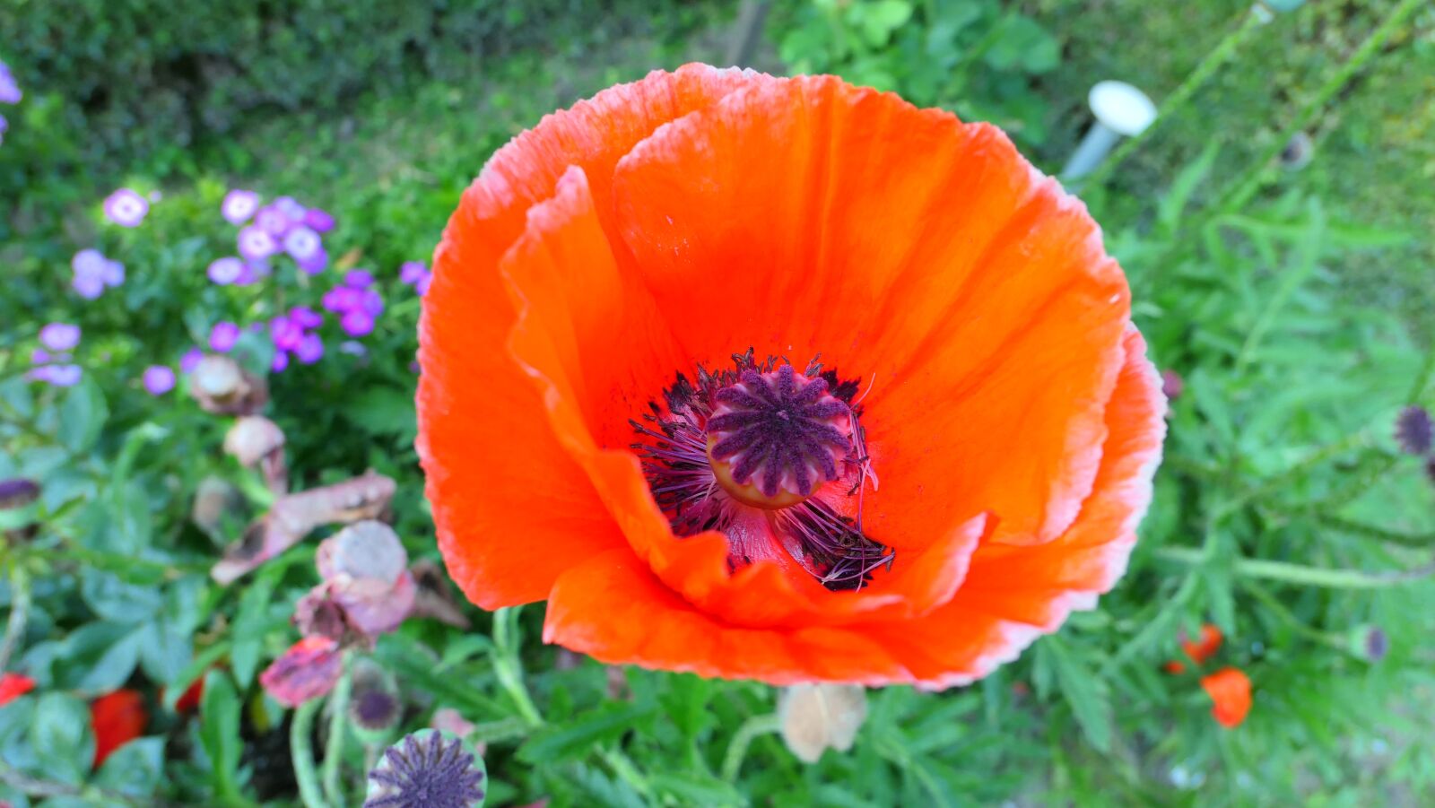 Panasonic Lumix DMC-LX10 (Lumix DMC-LX15) sample photo. Poppy, red, flower photography