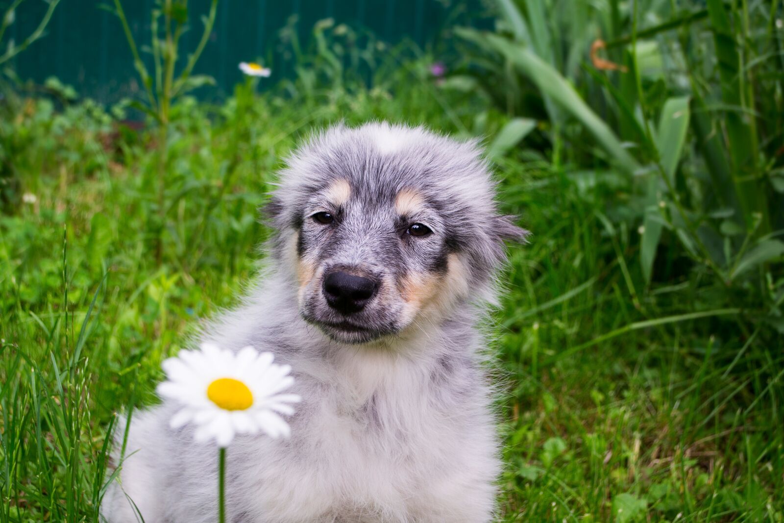 Nikon D3100 sample photo. Puppy, beautiful, homeless photography
