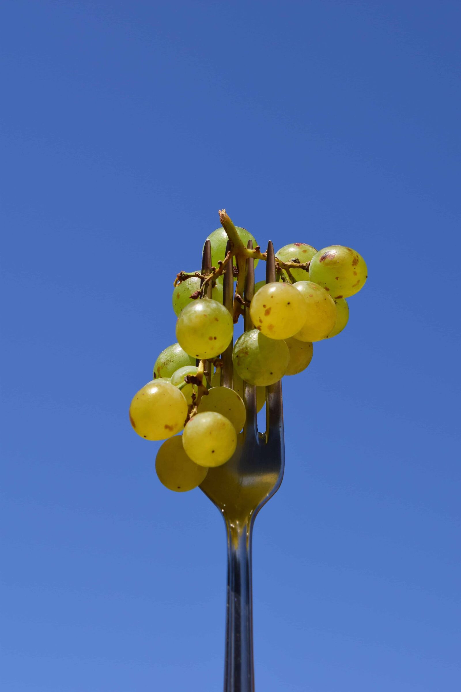 Nikon D3300 sample photo. Fork, sky, fruit, organic photography
