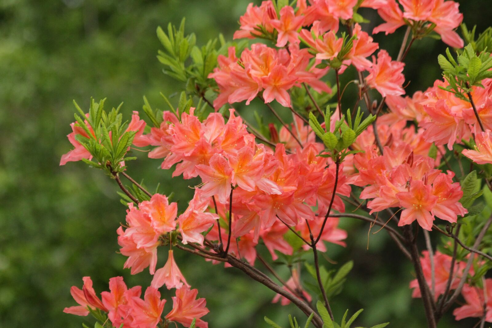 Canon EOS 650D (EOS Rebel T4i / EOS Kiss X6i) sample photo. Rhododendron, plant, bloom photography