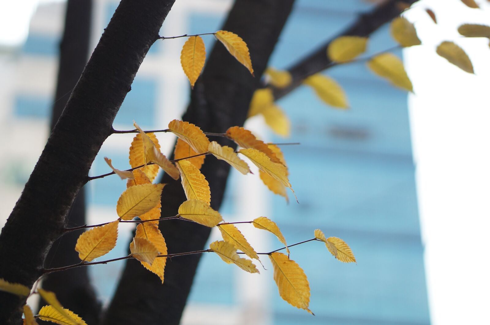 Sony Alpha NEX-3N sample photo. Autumn, the leaves, wood photography